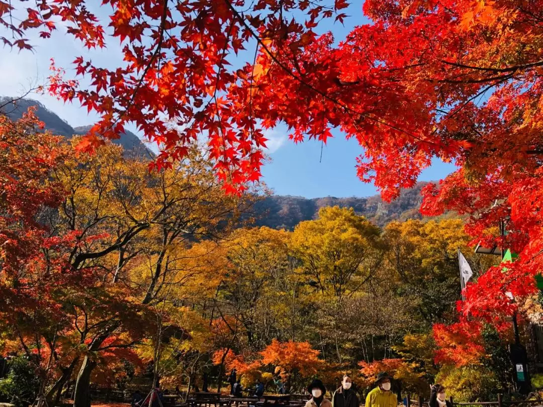 Autumn Foliage Tour - Seoraksan / Naejangsan