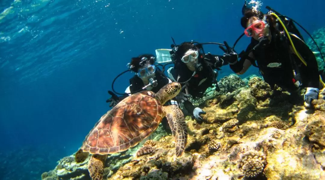 Kerama Island Diving Experience