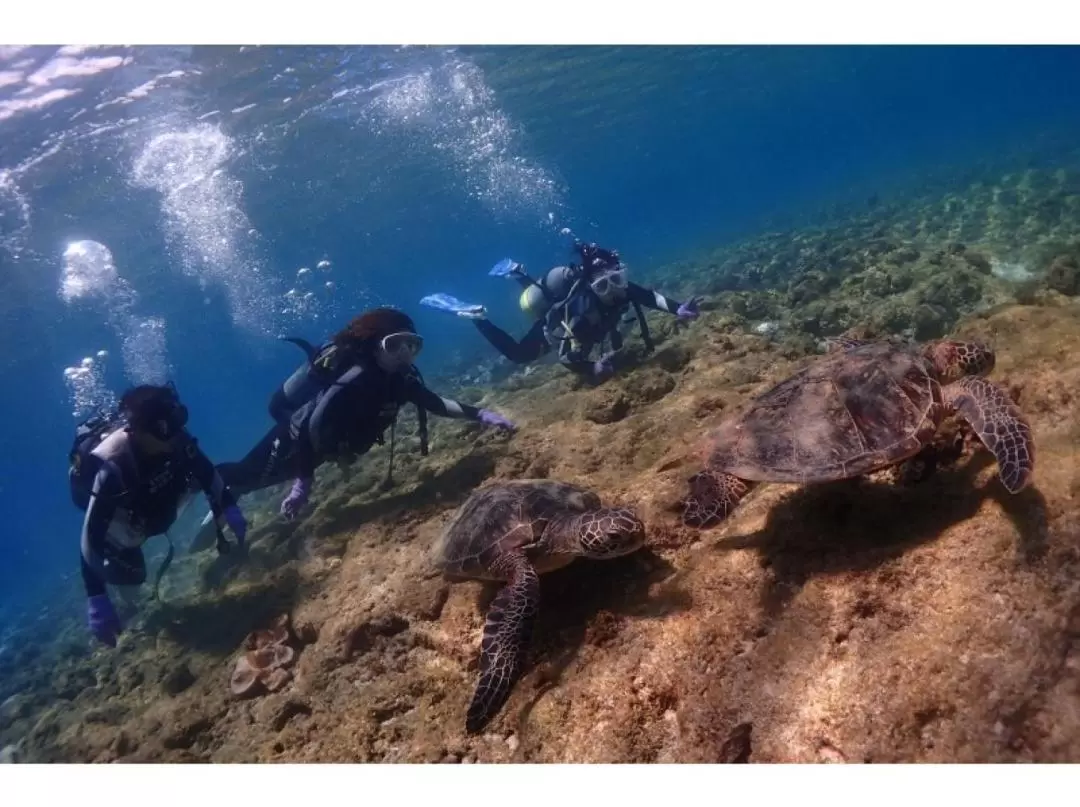 Trial Diving Experience in Yakushima