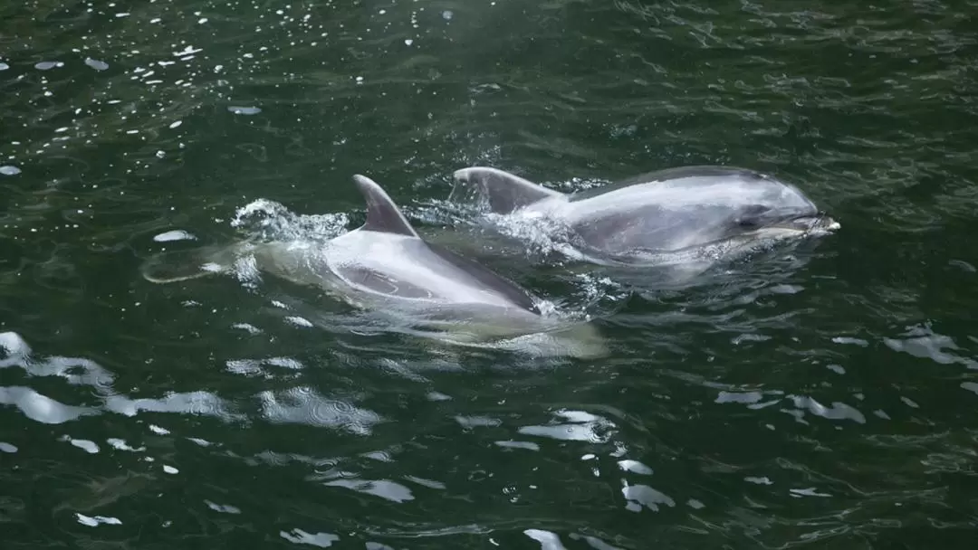 Premium Milford Sound Small Group Tour from Queenstown or Te Anau