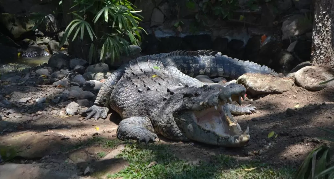 バリ爬虫類公園 入園チケット