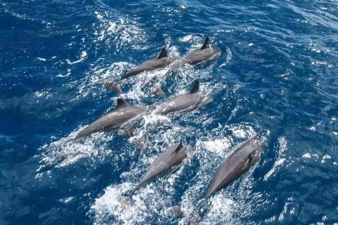 Iconic Catamaran Dolphin Cruise in Mauritius