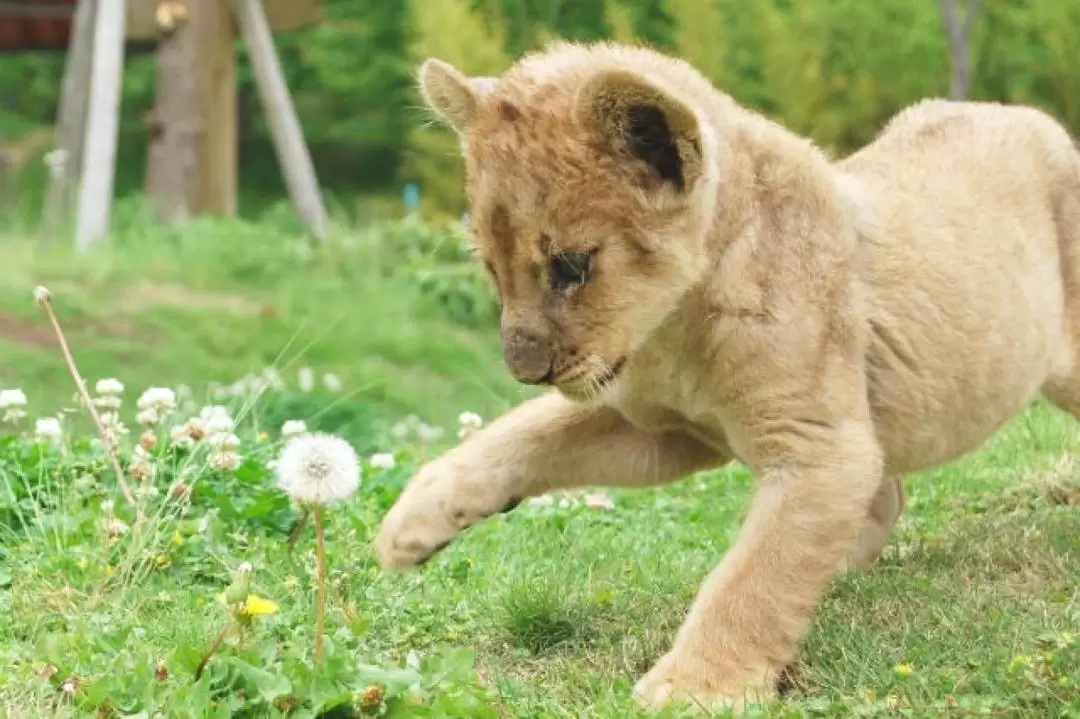 秋吉台自然動物公園 サファリランド 入園チケット