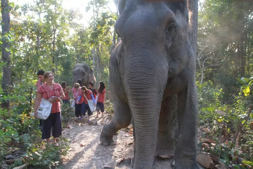 Maerim Elephant Home Chiang Mai