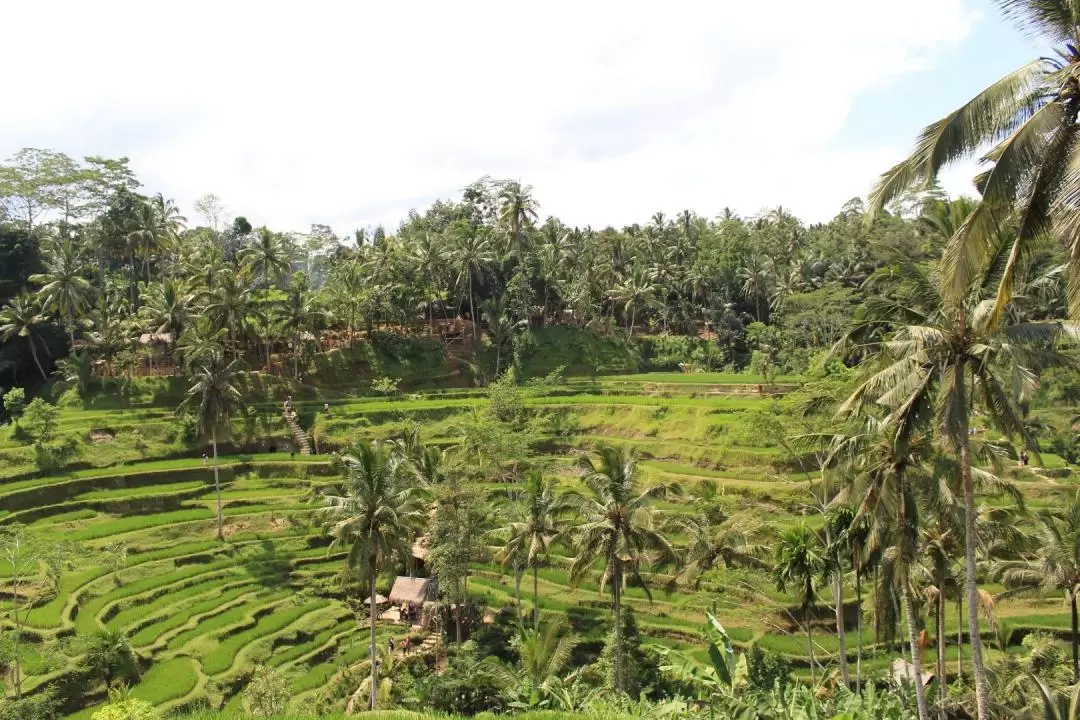 Central Bali Full Day Tour: Tegalalang Rice Field, Sacred Monkey Forest, Elephant Cave