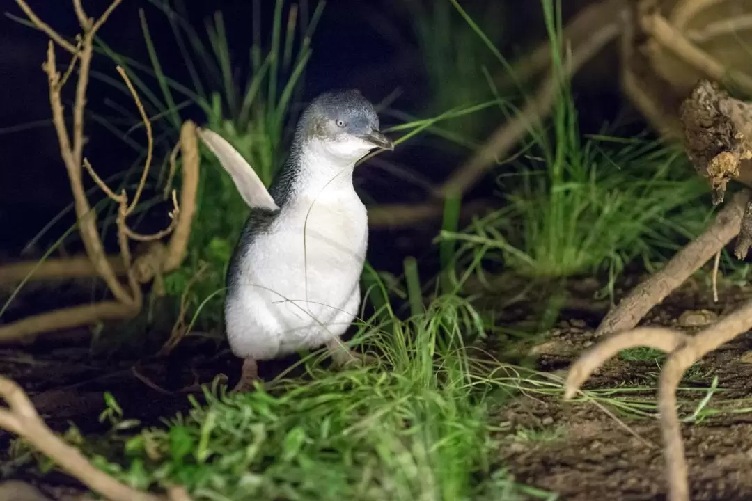 フィリップ島 ペンギンパレードツアー（メルボルン発）