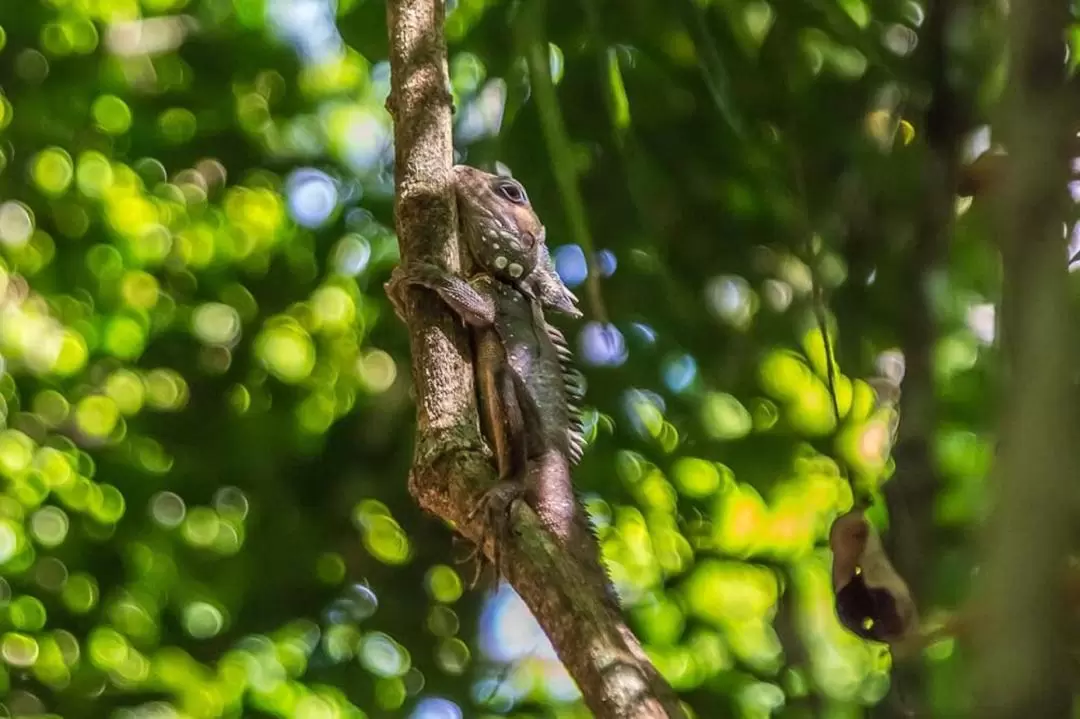 Cape Tribulation, Daintree Rainforest and Mossman Gorge Day Tour from Cairns