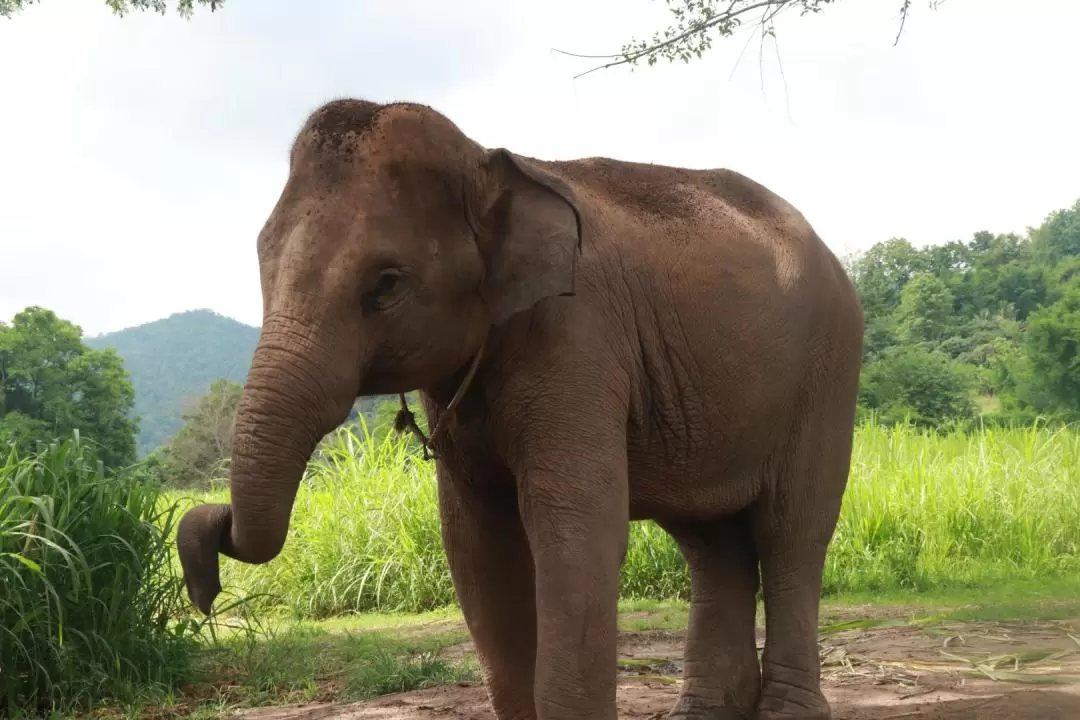 Trek to the forest, Feed Elephant and Bamboo Rafting in Chiang Mai