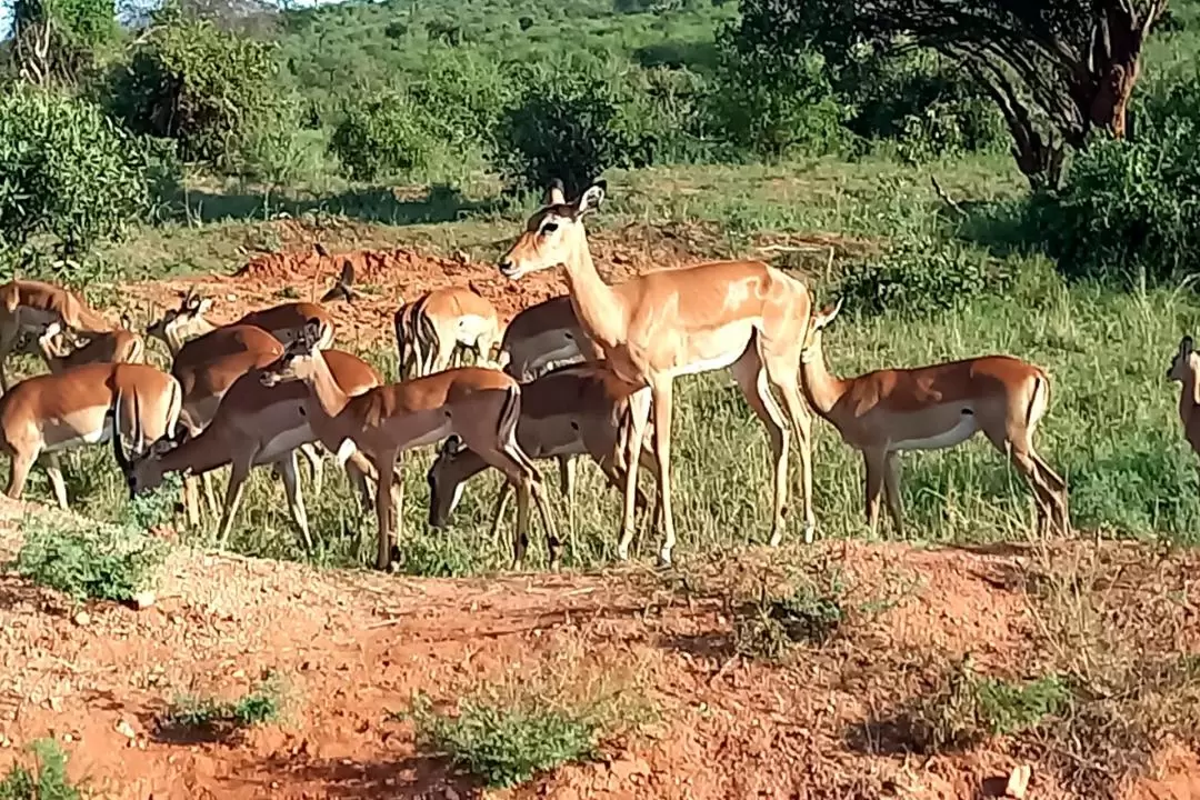 Shimba Hills National Reserve Day Tour 