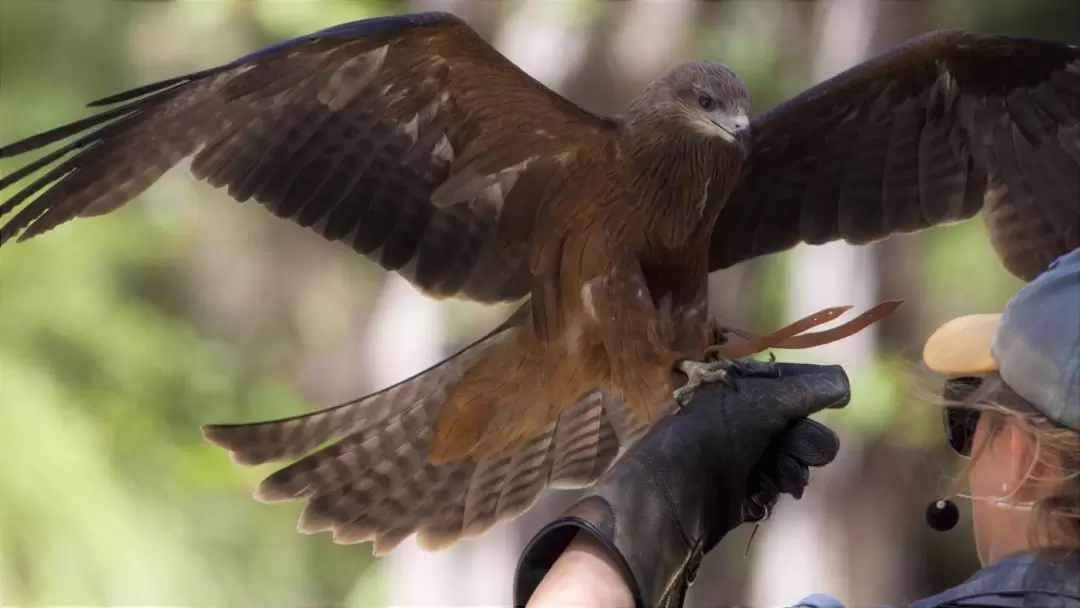 Eagles Heritage Wildlife Centre Ticket in Margaret River