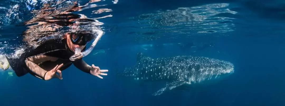 Deluxe Whale Shark Swim in Exmouth