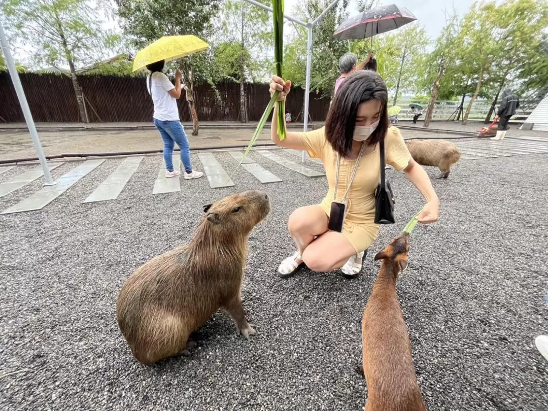 張美阿嬤農場 入場チケット（宜蘭）