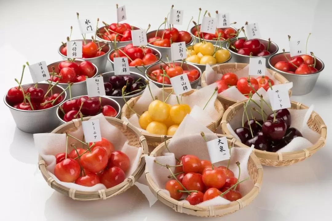 Ohashi Cherry Farm Admission + Cherry Picking Experience in Furano Hokkaido