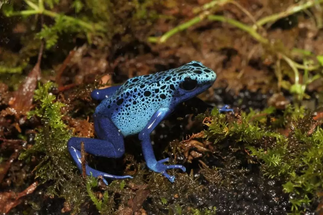 Interactive Frog Museum KawaZoo