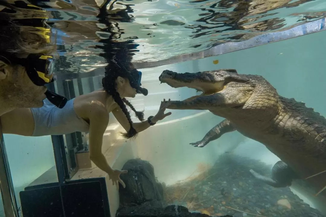 Swim with the Salties (Estuarine Crocodile) in Port Douglas