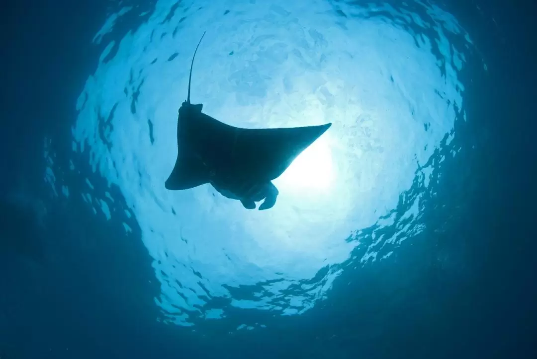 峇里島 Manta Point 潛水體驗（Gangga Divers 提供）