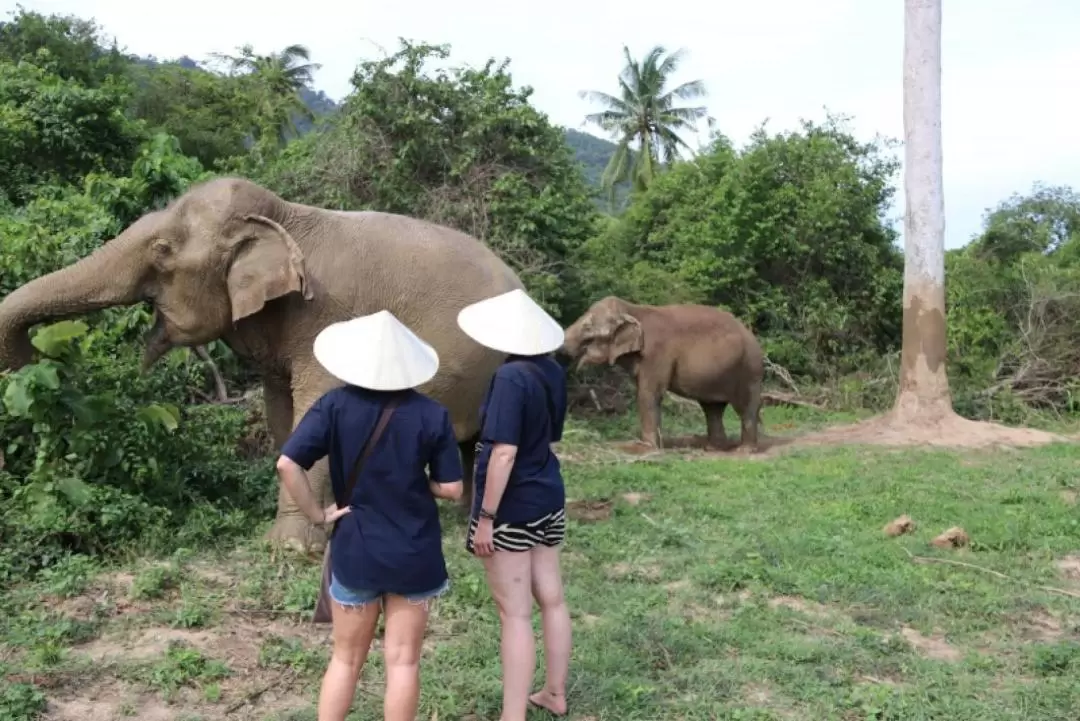 Half Day Caring Elephant in Samui