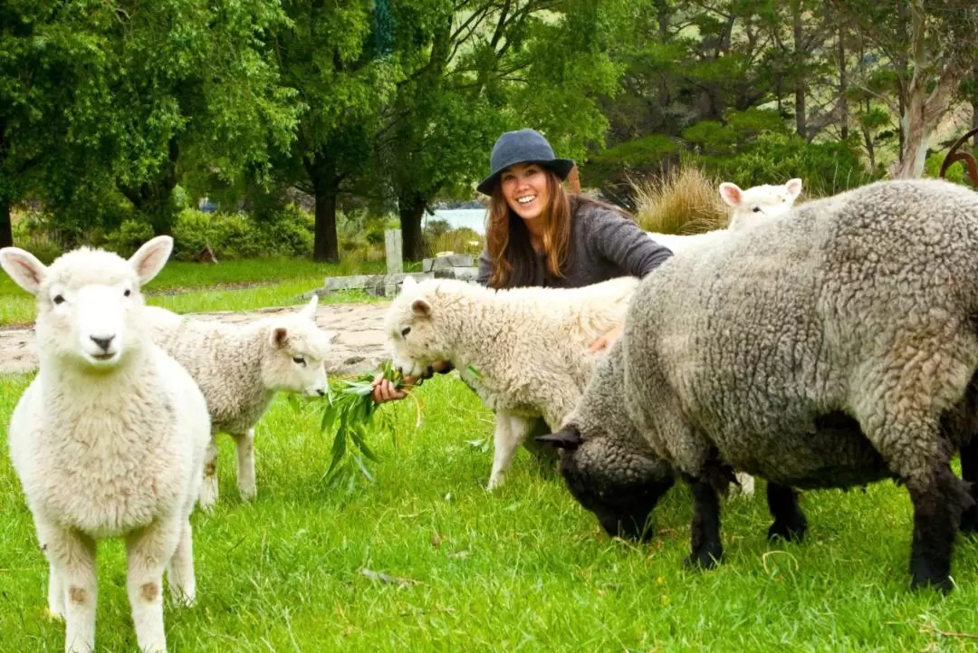 Akaroa Scenic Nature 4-WD Tour from Akaroa