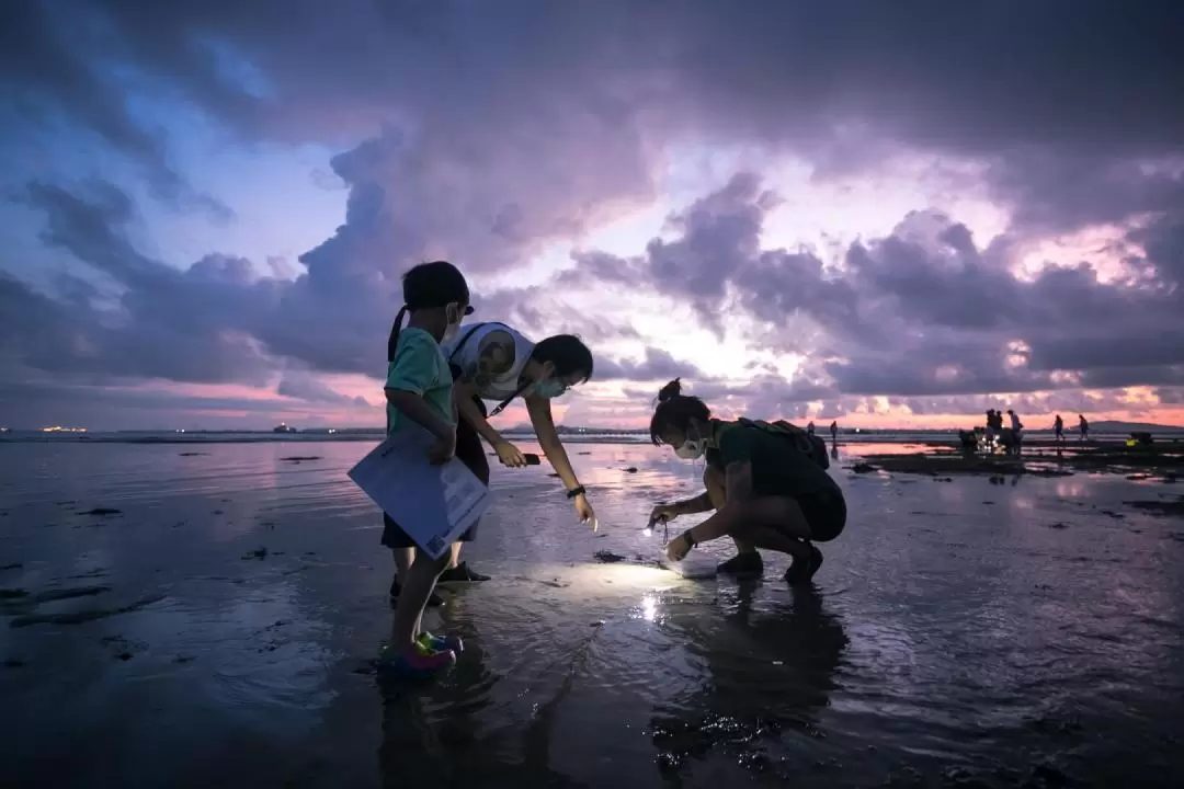 新加坡樟宜海灘潮間帶探索之旅（The Untamed Paths提供）