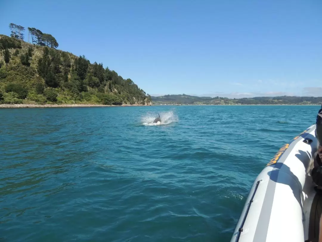 Cathedral Cove Ultimate Boat Tour in Whitianga from Waikato