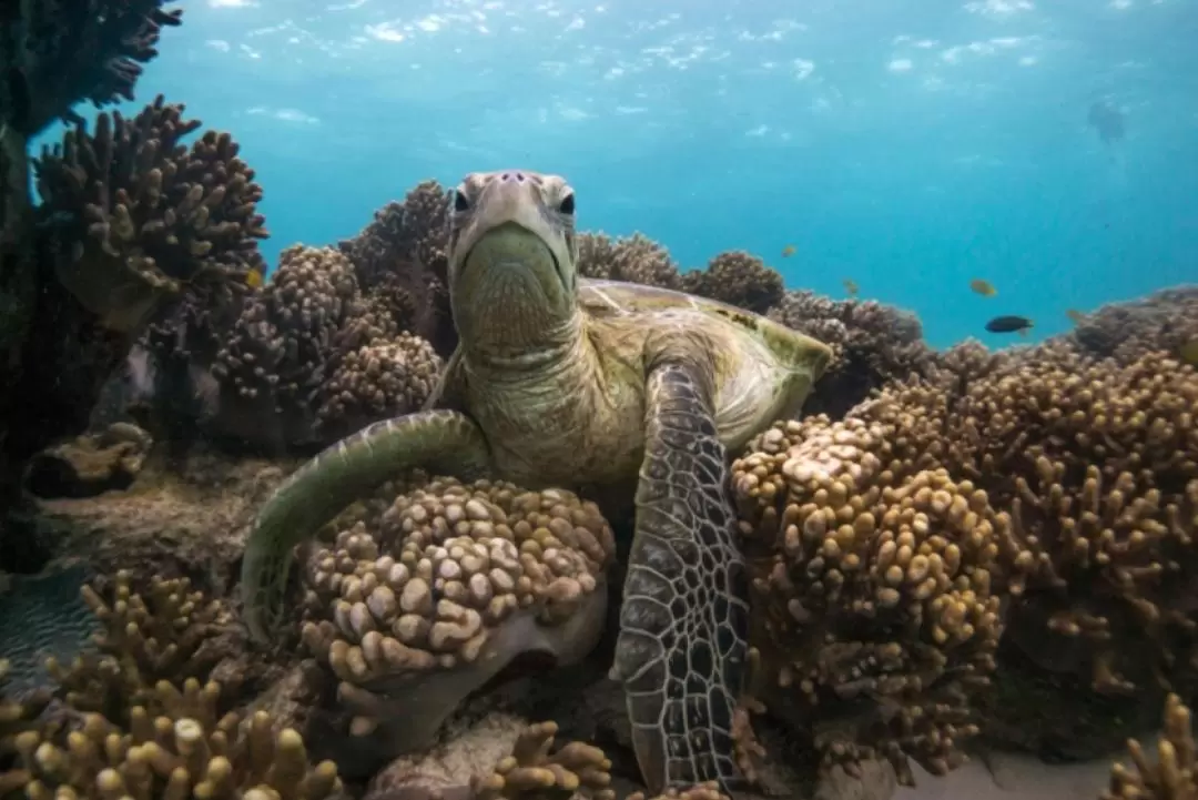 Coral Viewing and Snorkeling Tour in Coral Bay