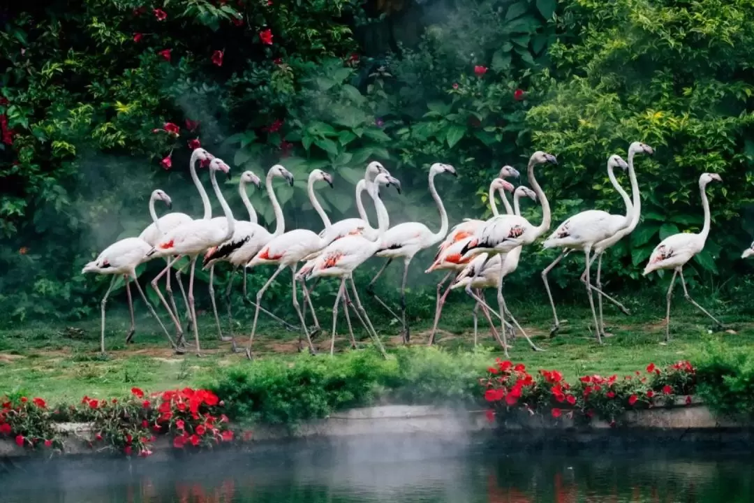 Chimelong Birds Park Guangzhou