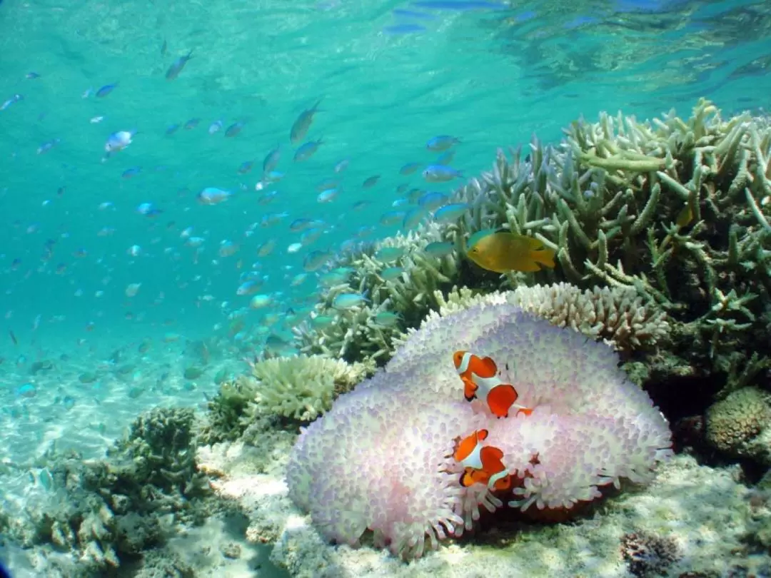 Snorkeling Experience in Ishigaki Island 