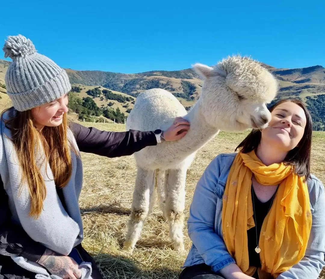 Akaroa Shamarra Alpaca Farm Tour 