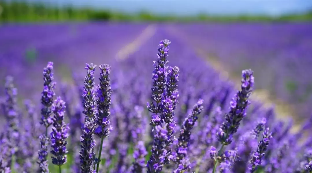 Sault Lavender Full Day Tour from Marseille