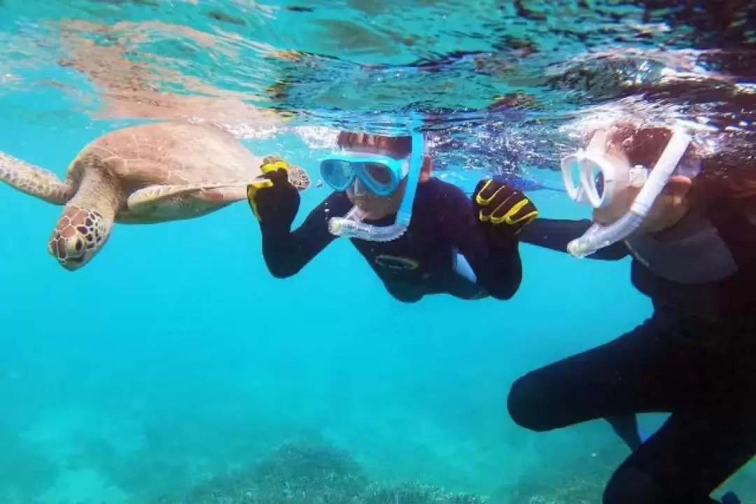 Sea turtle snorkeling private tour (Kagoshima/Amami)