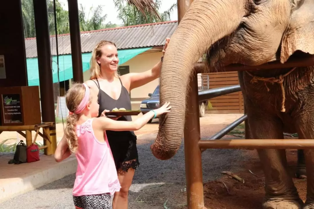 Elephant Feeding Experience in Samui