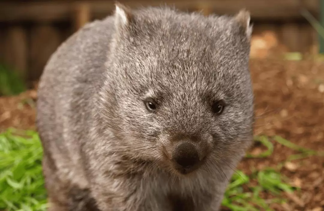 Bonorong Wildlife Sanctuary Ticket in Brighton