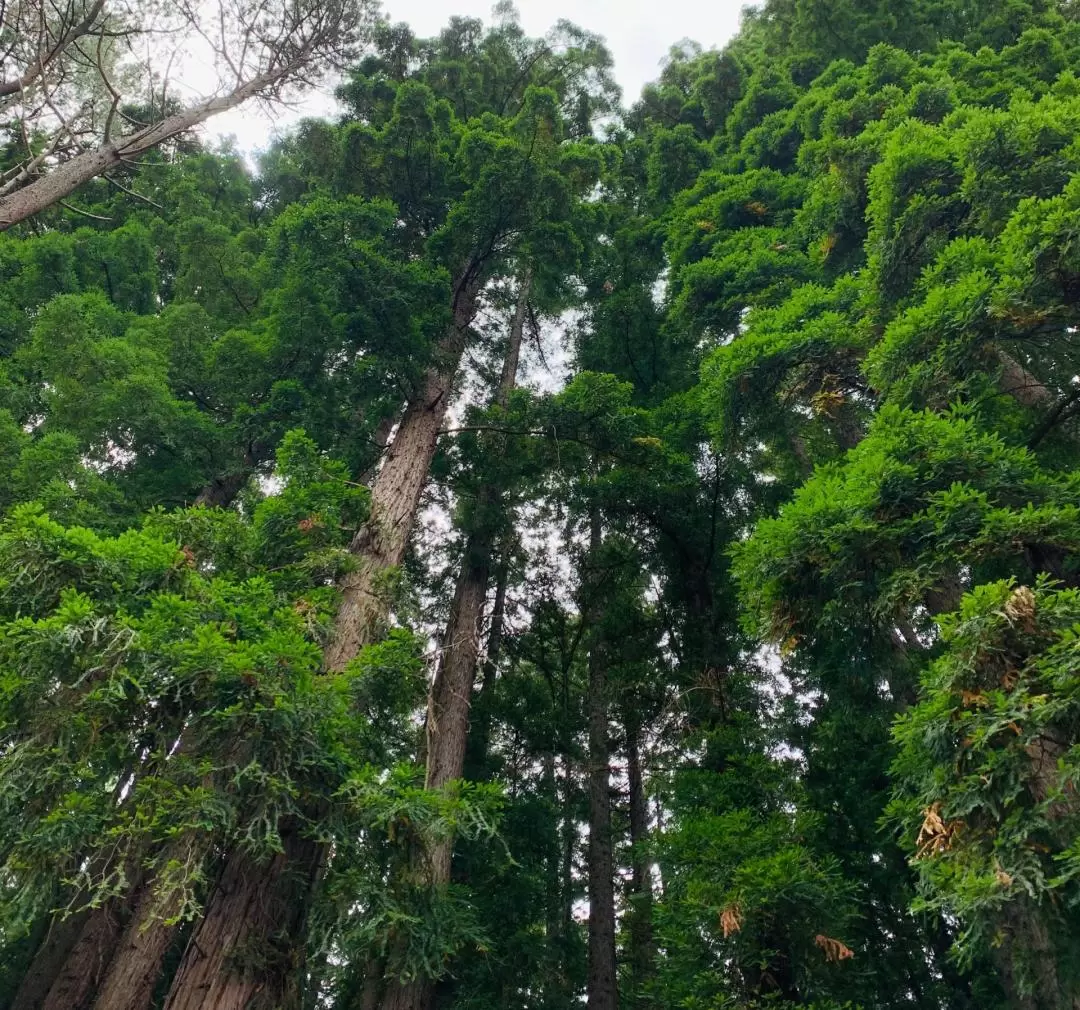 紅木森林（Redwood Forest）山地車之旅