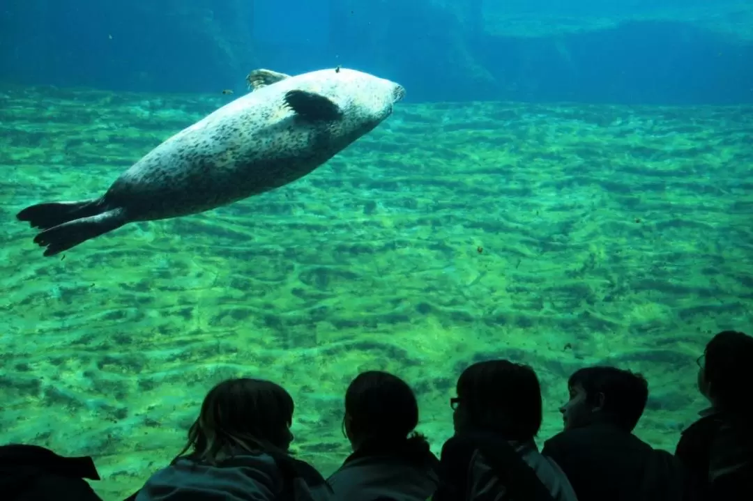 Oceanografic Aquarium Admission in Valencia