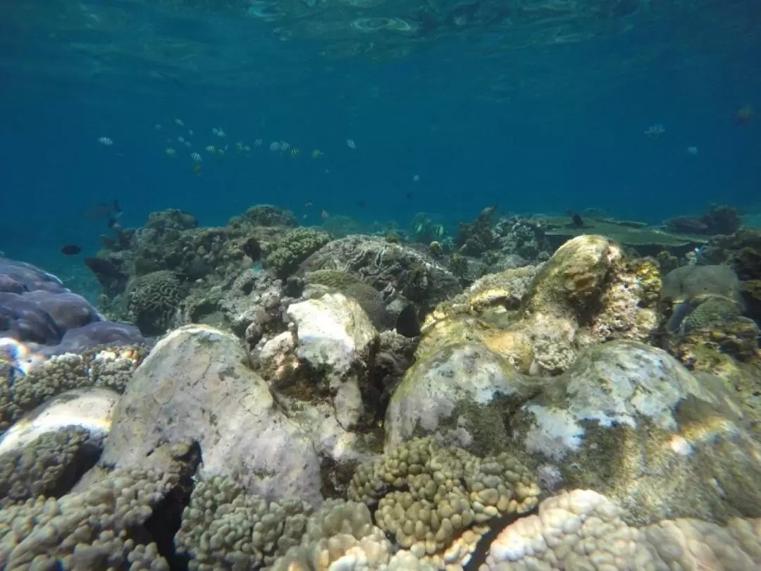 峇里島 Labuan Amuk 海灘浮潛體驗