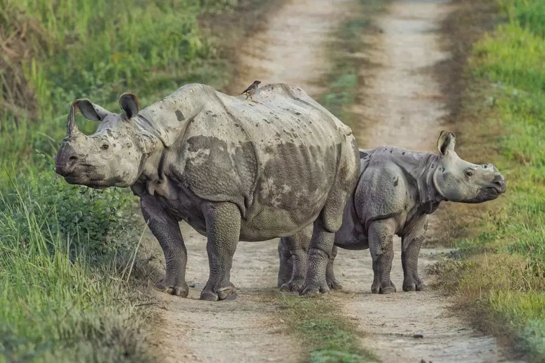 3D2N Chitwan National Park Tour from Kathmandu