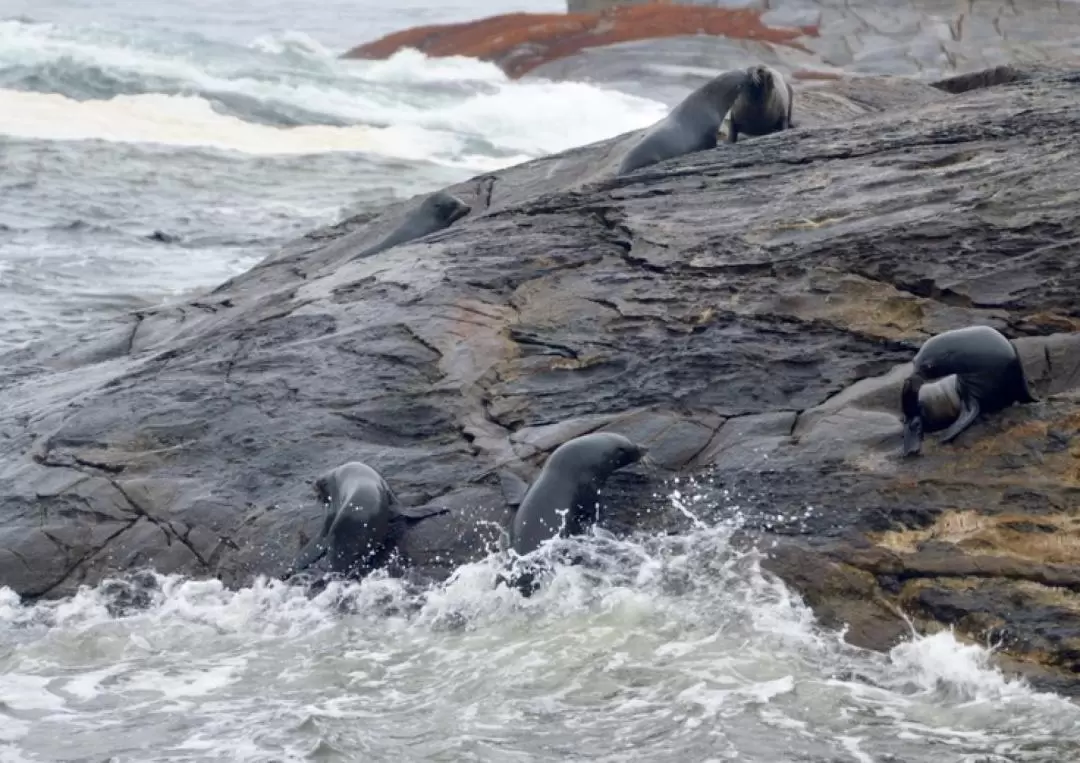 Doubtful Sound Wilderness Cruise Half Day Tour