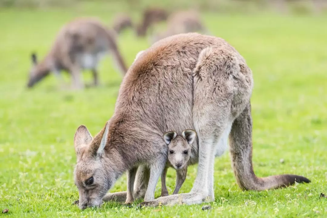 Grampians National Park Wilderness Full Day Tour from Melbourne