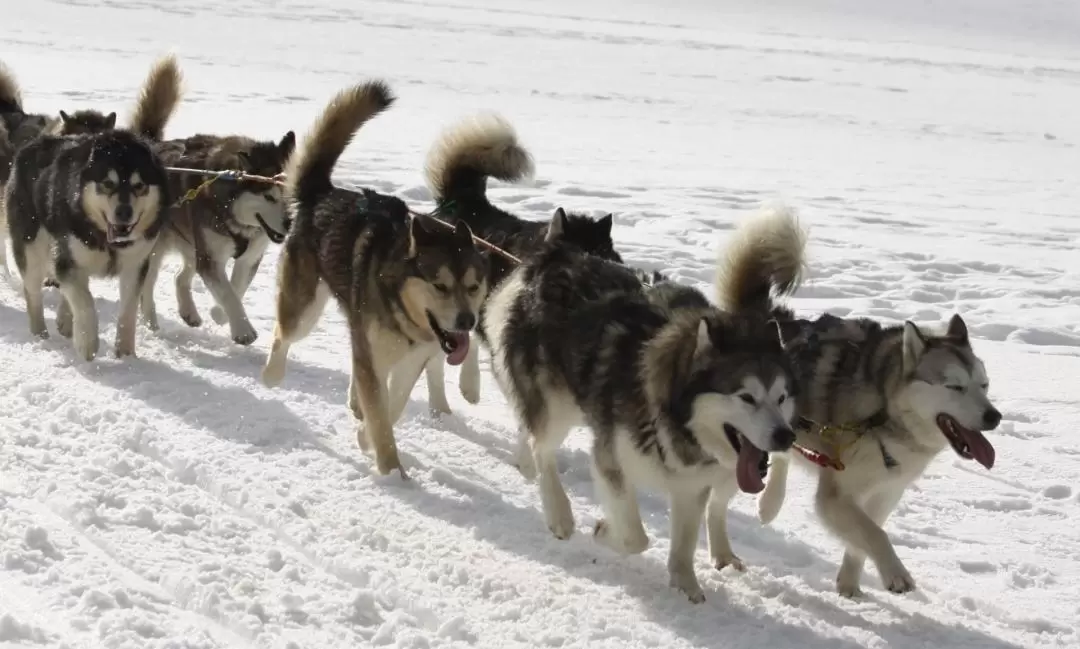 ハスキー犬 犬舎見学・犬ぞりツアー（ロヴァニエミ）