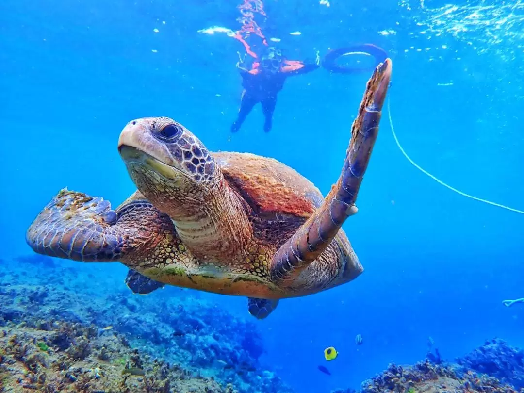 小琉球｜浮潛體驗與海龜共遊｜多人同行優惠