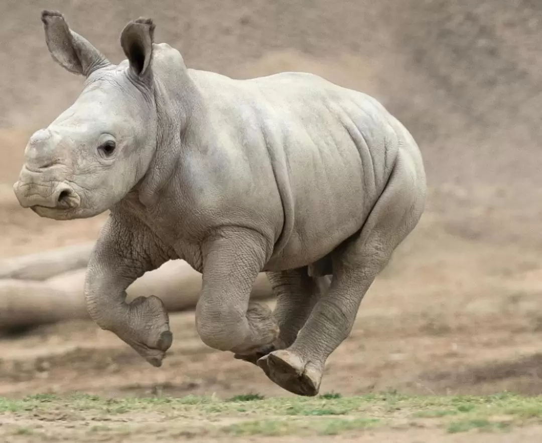 サンディエゴ動物園サファリパーク 入場チケット