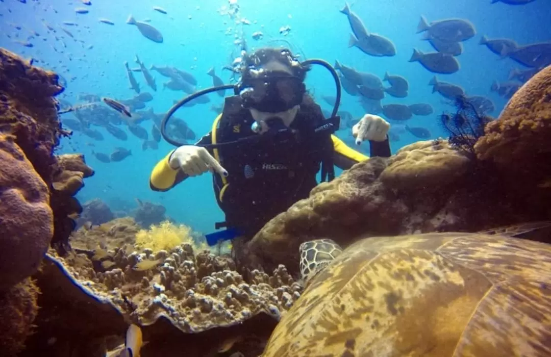 Discover Scuba Diving Experience in Semporna Island