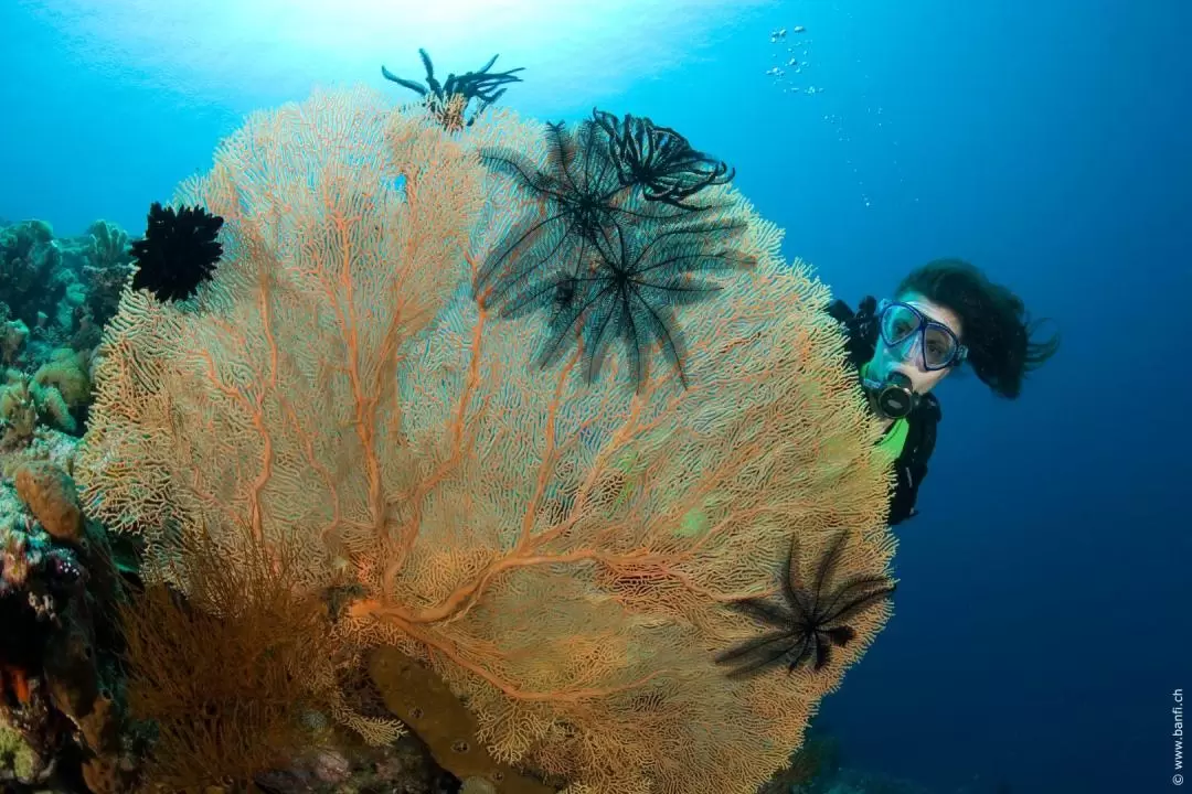 峇里島珀尼達島潛水體驗（Gangga Divers 提供）