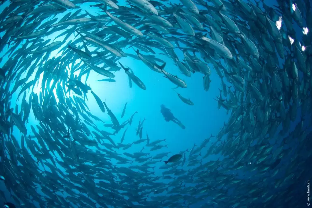 峇里島水晶灣潛水體驗（Gangga Divers 提供）