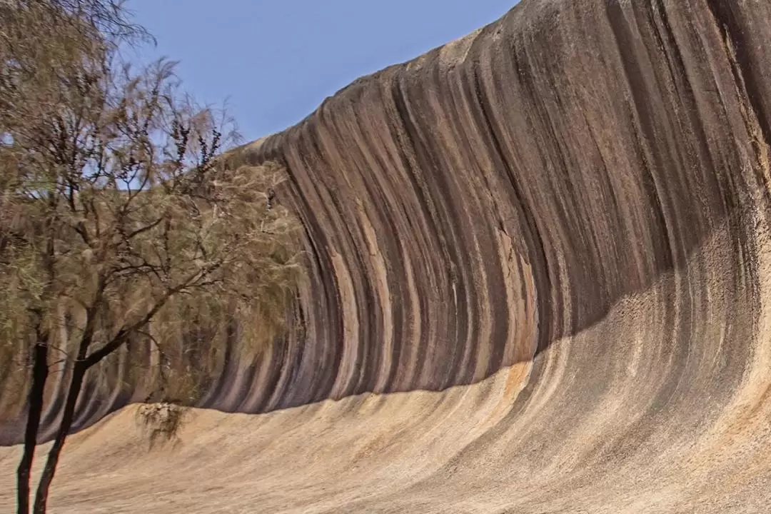 Wave Rock York Wildflowers & Aboriginal Culture Day Tour in Perth