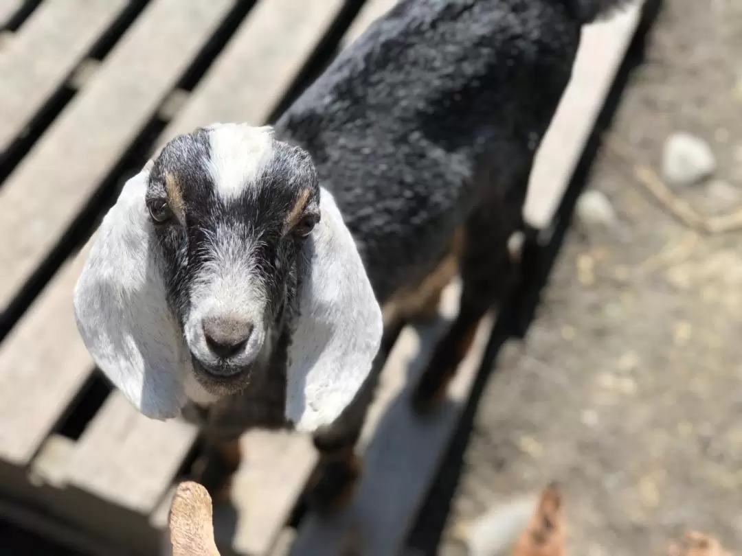 Keda Goat Farm ticket in Yilan