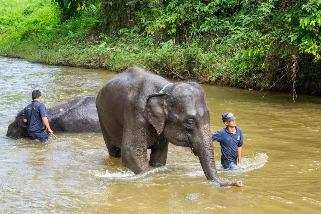 Kuala Gandah Elephant Sanctuary, Deerland Park, and Aboriginal Settlement Tour from Kuala Lumpur
