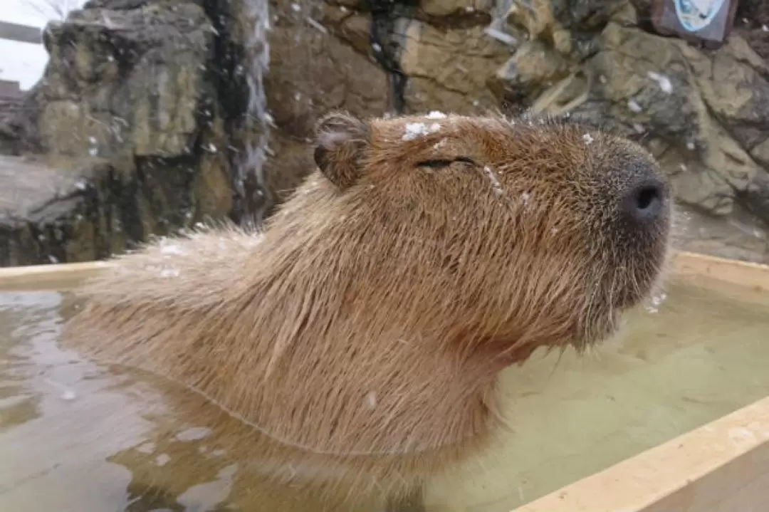 秋吉台自然動物公園 サファリランド 入園チケット