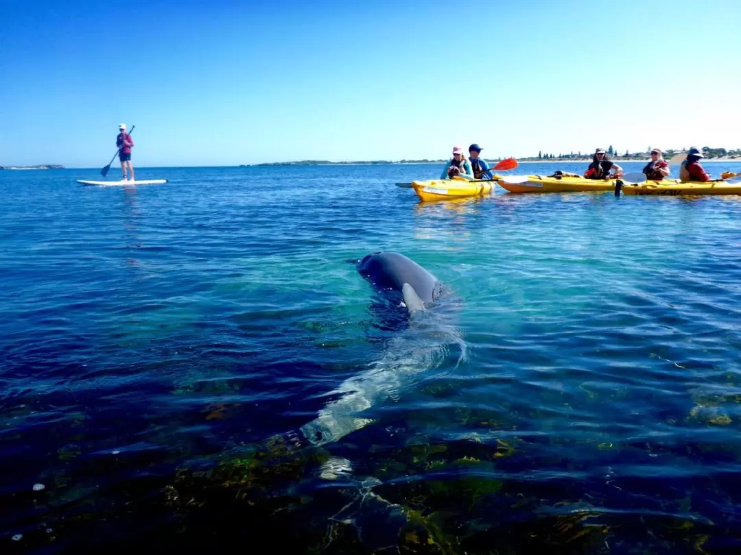 Penguin and Seal Island Sea Kayak Tour from Perth