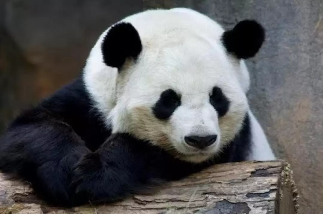 佐治亞州亞特蘭大動物園門票